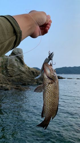 オオモンハタの釣果