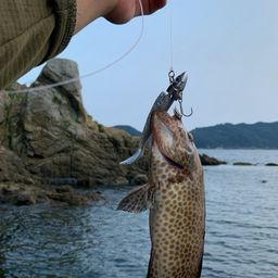 オオモンハタ