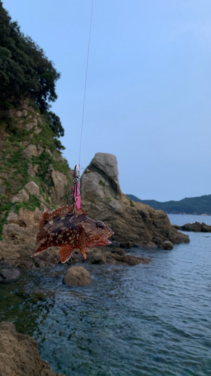オオモンハタ