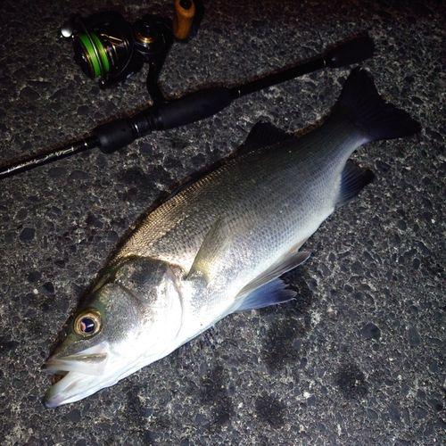 ヒラスズキの釣果