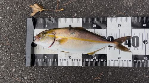 ショゴの釣果