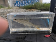 アブラハヤの釣果