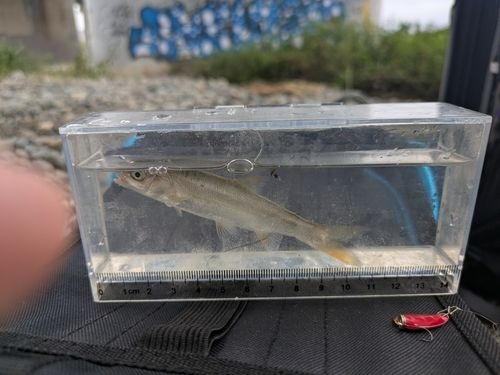 アブラハヤの釣果