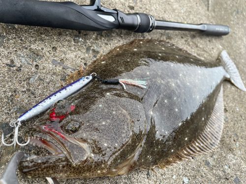 ヒラメの釣果