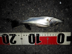 セイゴ(マルスズキ)の釣果