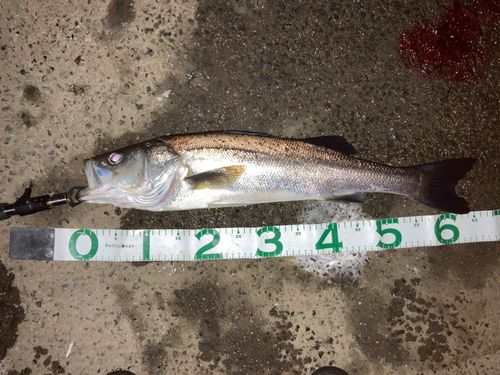 シーバスの釣果