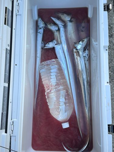 タチウオの釣果