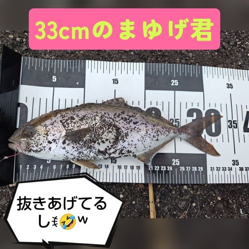 ショゴの釣果