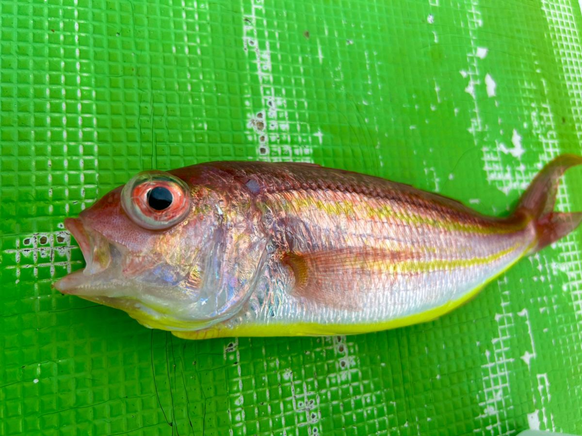 じょにー(仮)さんの釣果 1枚目の画像