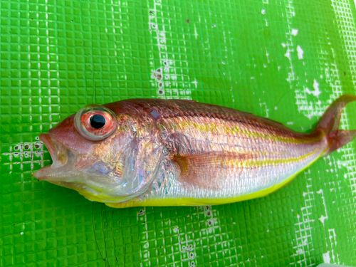 イトヨリダイの釣果