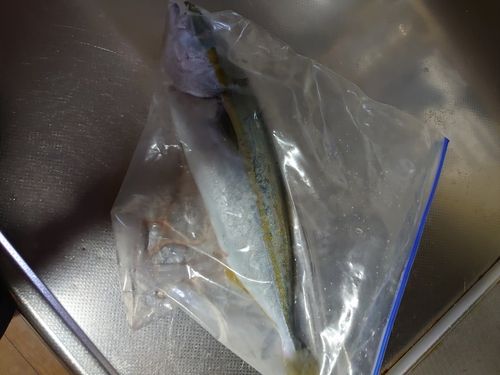 ショゴの釣果