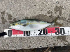 ワカシの釣果