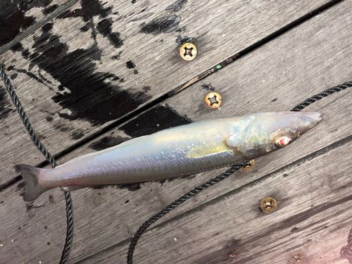 シロギスの釣果