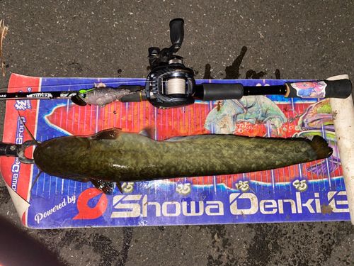 ナマズの釣果