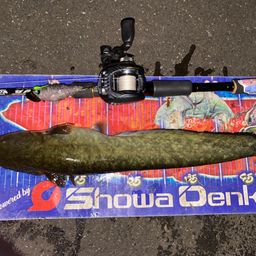 ナマズ