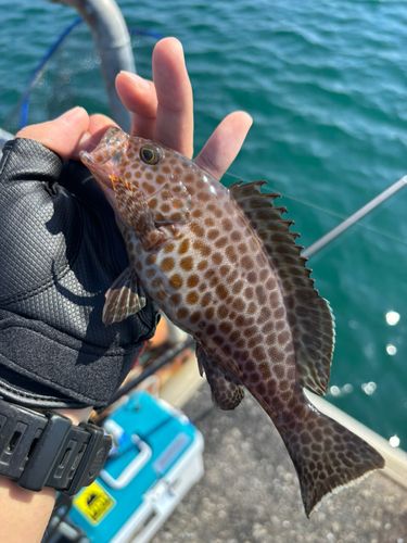 オオモンハタの釣果