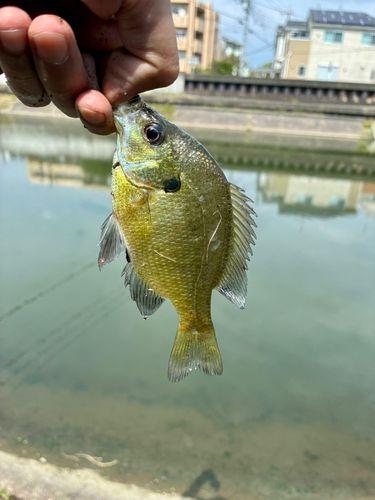 ブルーギルの釣果