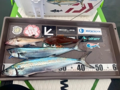 サゴシの釣果