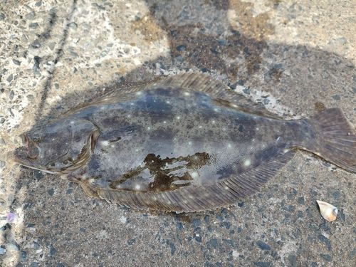 ヒラメの釣果