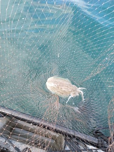 モンゴウイカの釣果
