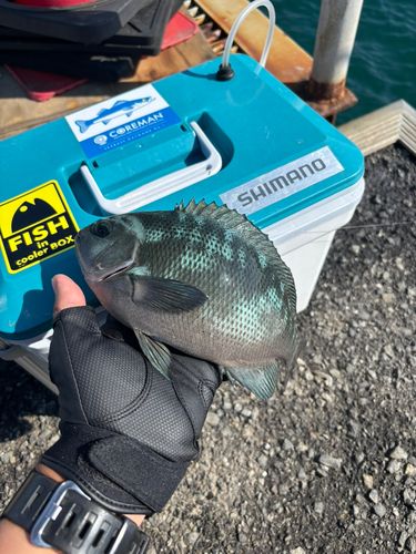 メジナの釣果