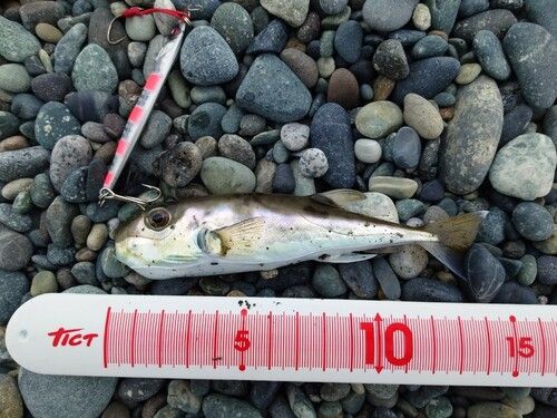 シロサバフグの釣果