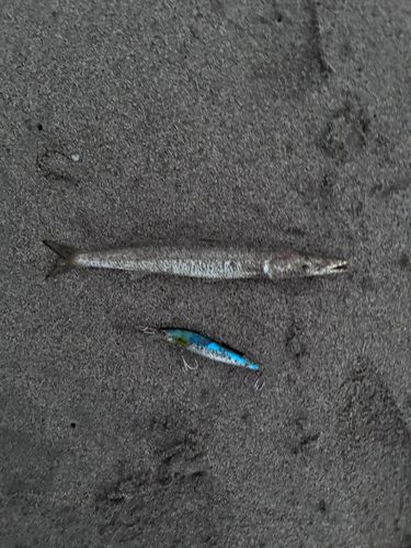 カマスの釣果