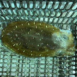 アオリイカ