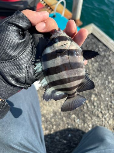 サンバソウの釣果