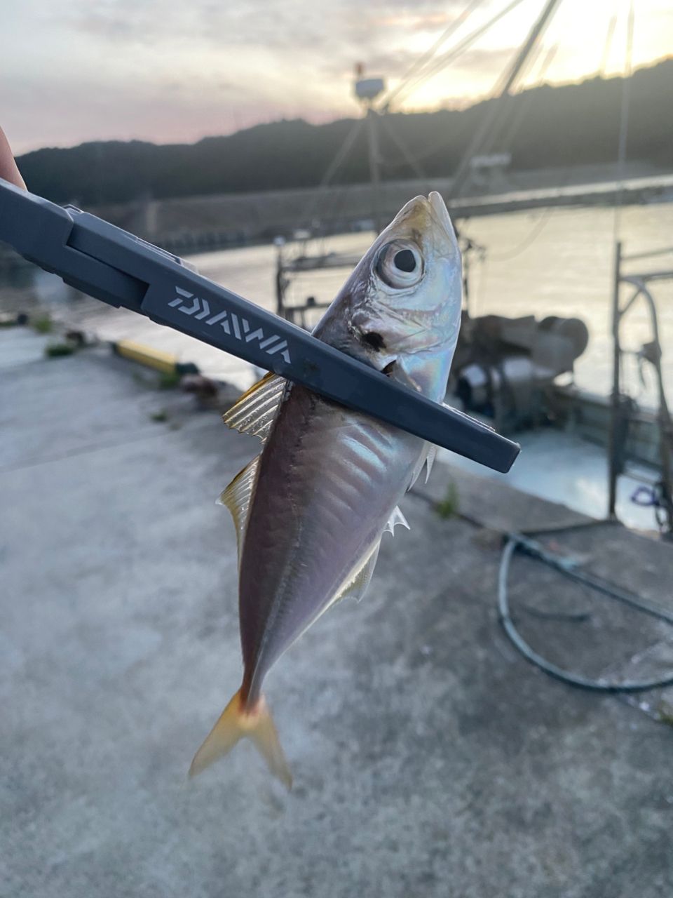 SHIMANO 23ソアレ BB アジング S64UL-Sの最安値・インプレ・釣果