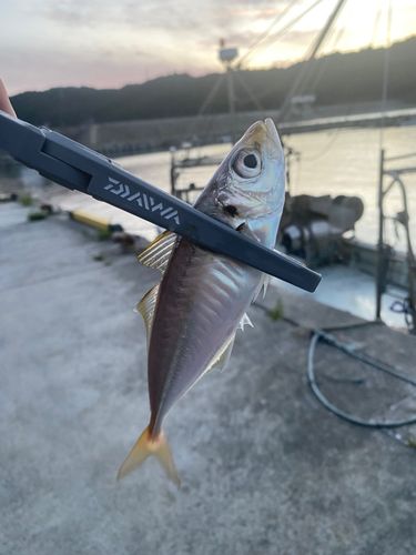鮫浦湾