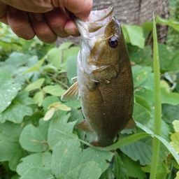 スモールマウスバス