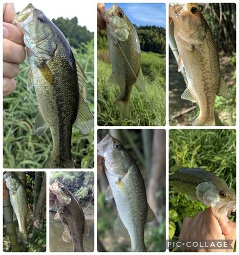 ブラックバスの釣果