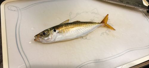 本牧海づり施設