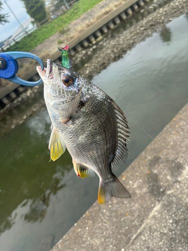 キビレの釣果
