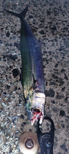 サゴシの釣果