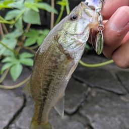 ブラックバス