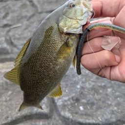 スモールマウスバス