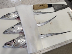 タチウオの釣果