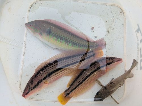 キュウセンの釣果