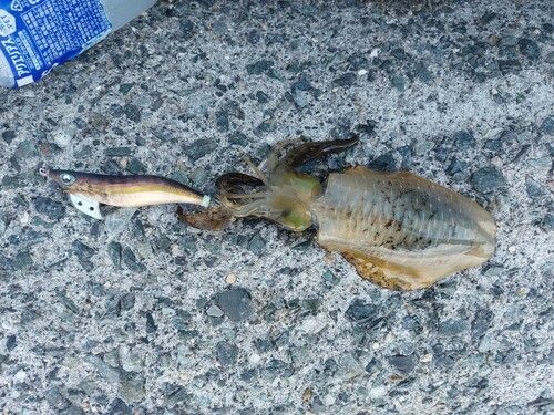 アオリイカの釣果