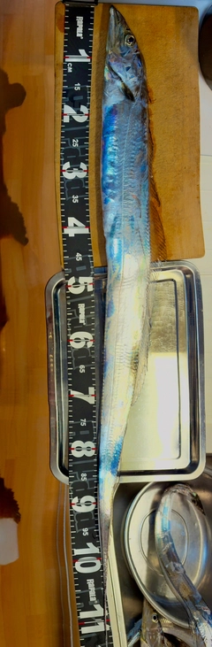 タチウオの釣果