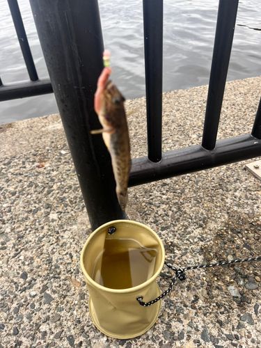 若洲海浜公園海釣り施設