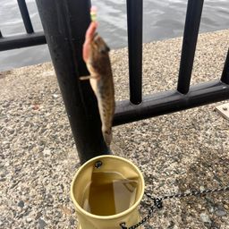 マハゼ