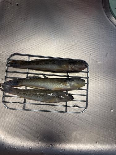 ハゼの釣果