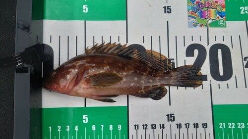 キジハタの釣果