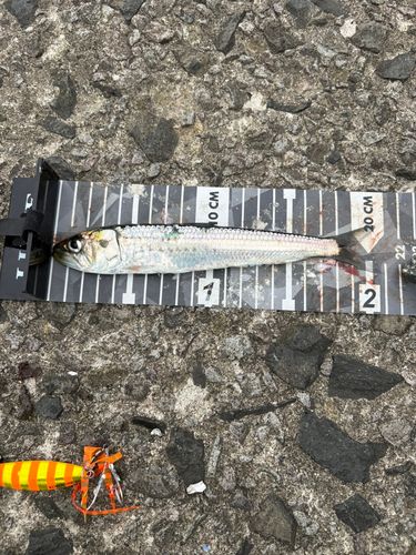 イワシの釣果