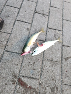 サバの釣果