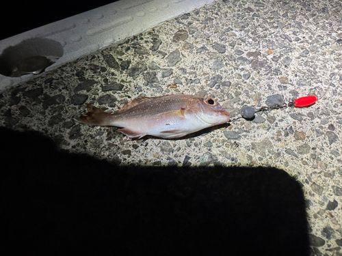 タイの釣果