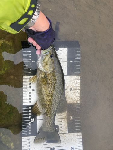 スモールマウスバスの釣果